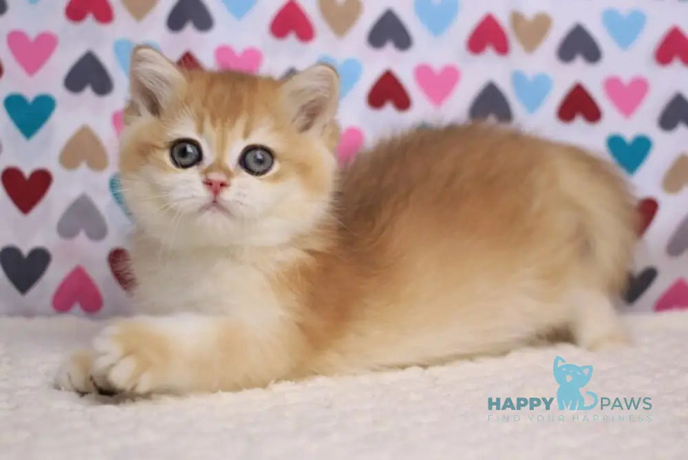Chip British Shorthair male black golden chinchilla live animals