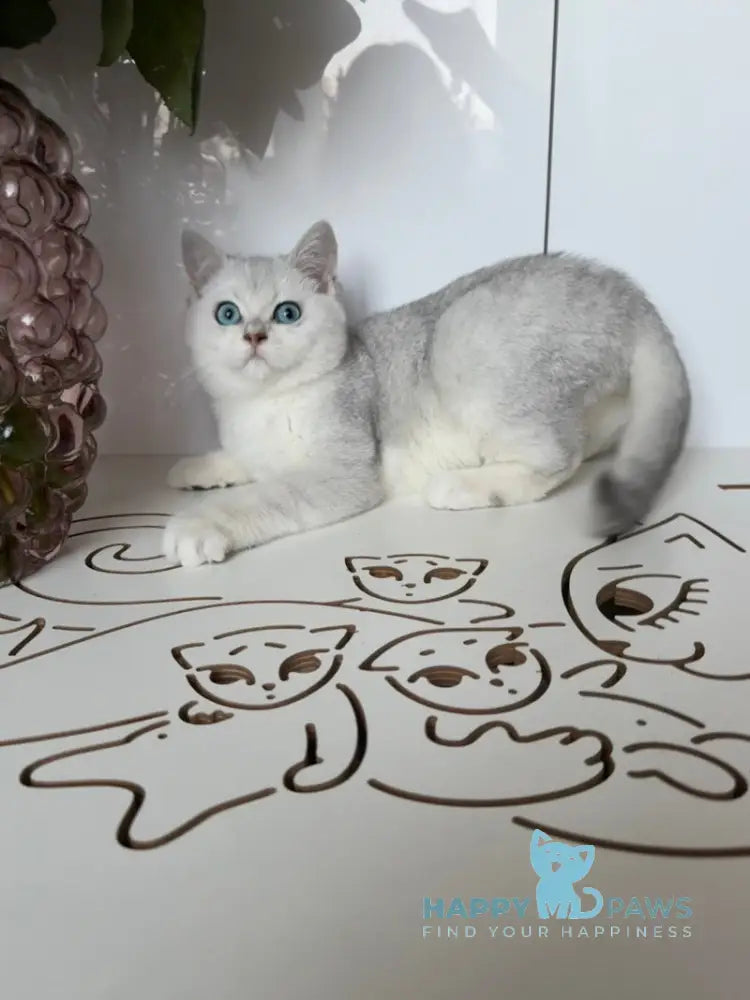 Chip British Shorthair male black silver shaded bicolour live animals