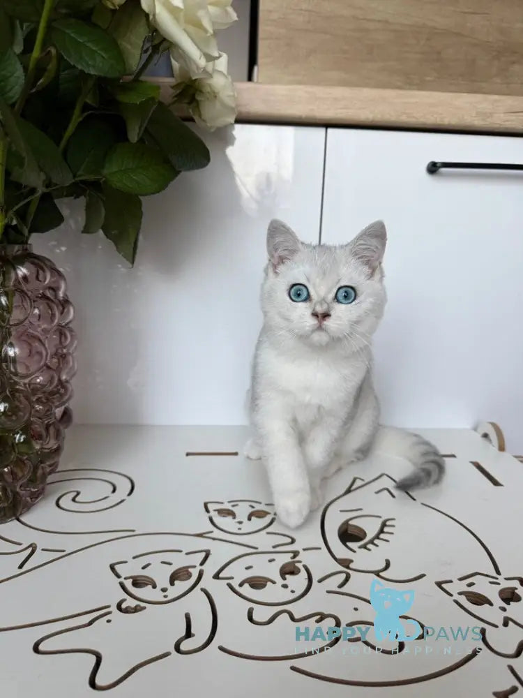 Chip British Shorthair male black silver shaded bicolour live animals