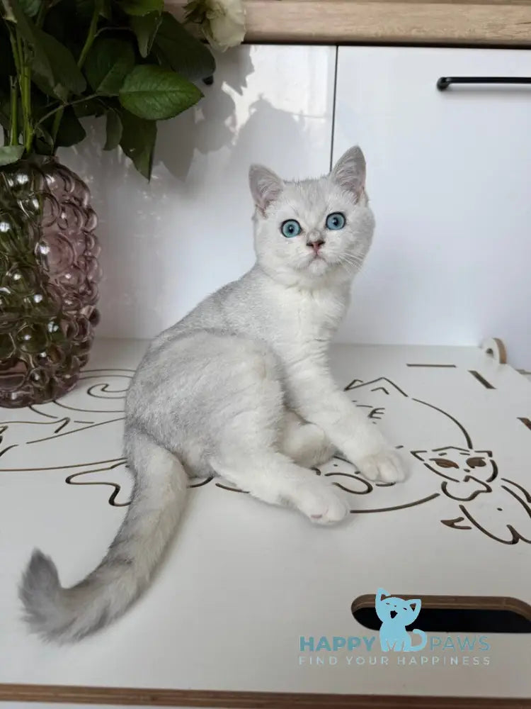 Chip British Shorthair male black silver shaded bicolour live animals