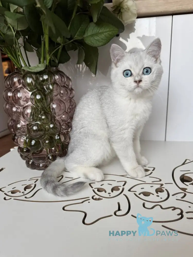 Chip British Shorthair male black silver shaded bicolour live animals