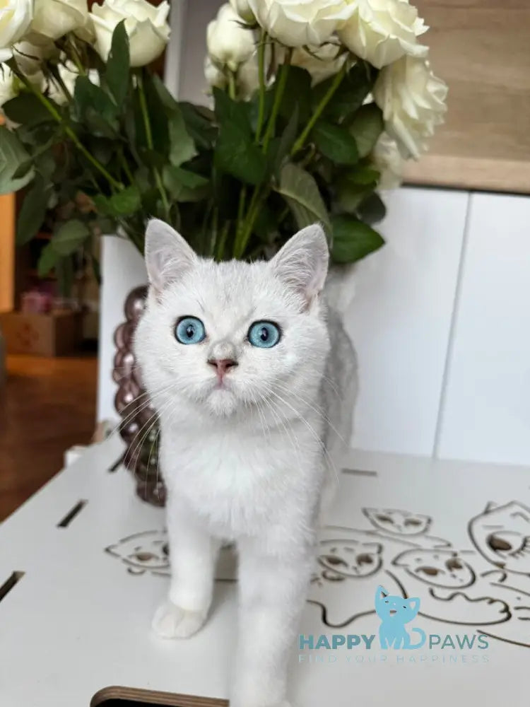 Chip British Shorthair male black silver shaded bicolour live animals