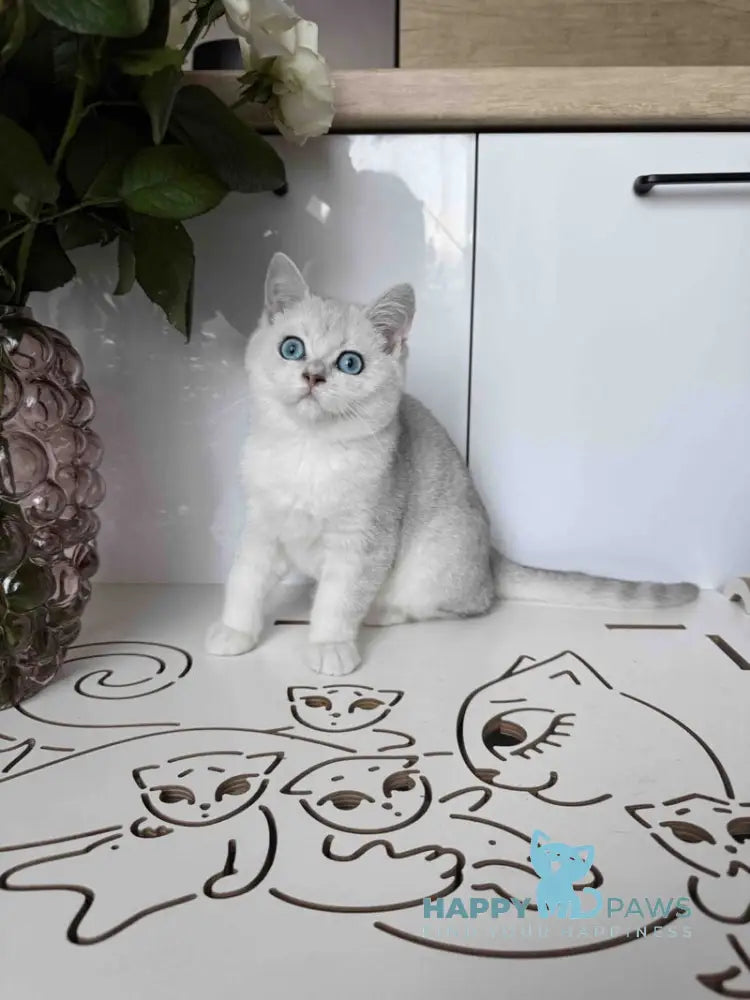 Chip British Shorthair male black silver shaded bicolour live animals
