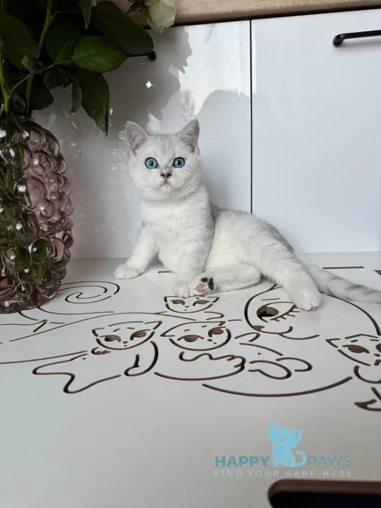 Chip British Shorthair male black silver shaded bicolour live animals