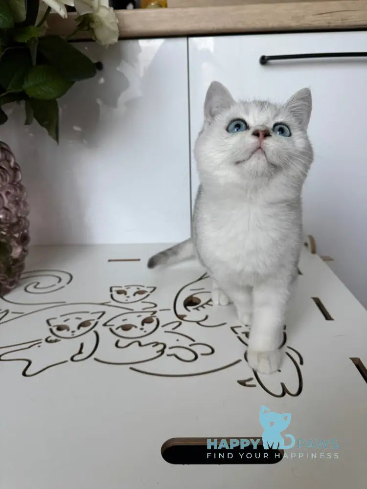 Chip British Shorthair male black silver shaded bicolour live animals