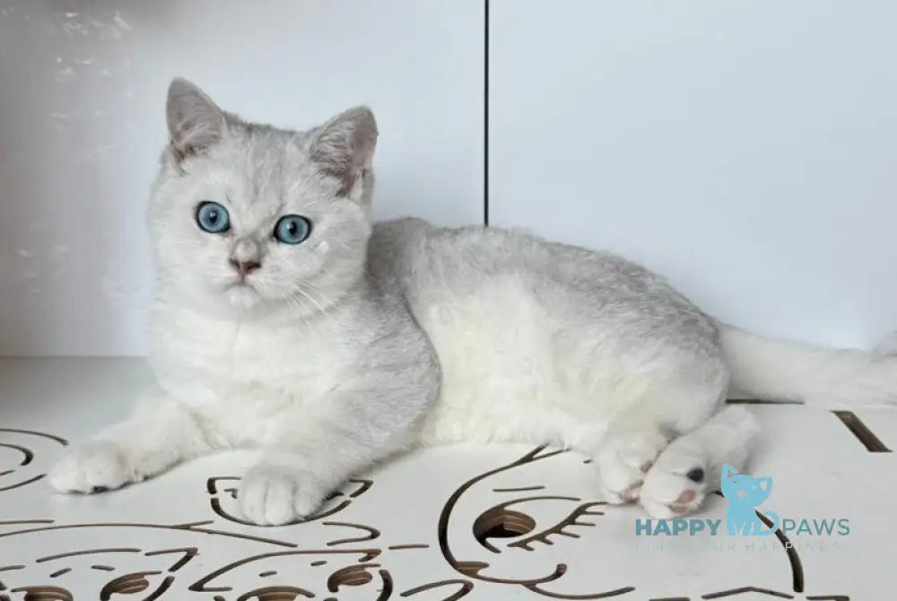 Chip British Shorthair male black silver shaded bicolour live animals
