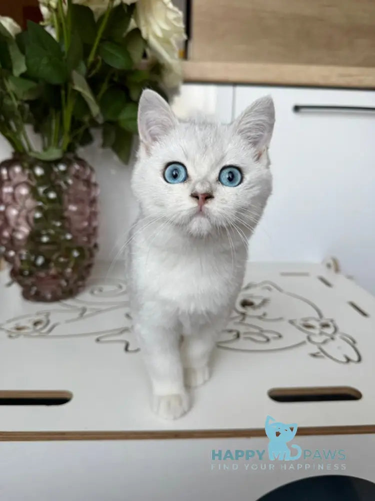 Chip British Shorthair male black silver shaded bicolour live animals