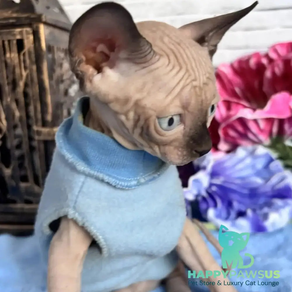 Chip Canadian Sphynx male black pointed - live animals