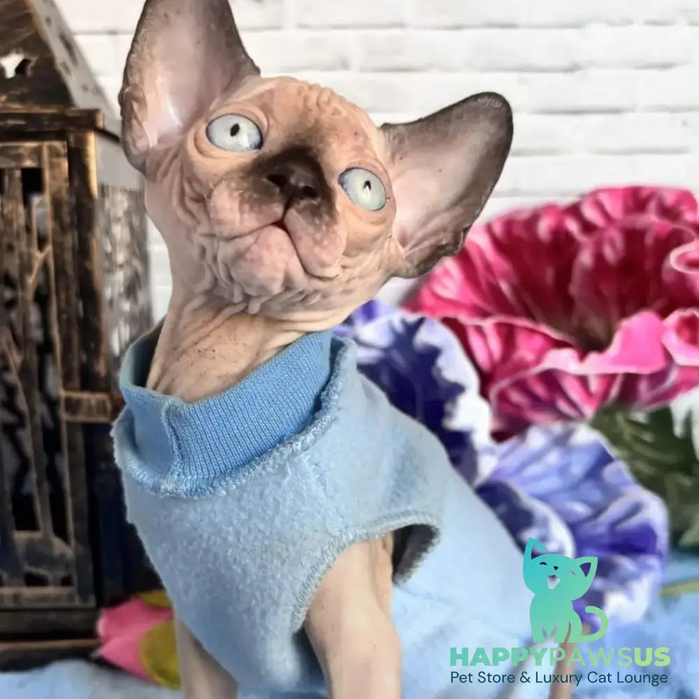 Chip Canadian Sphynx male black pointed - live animals