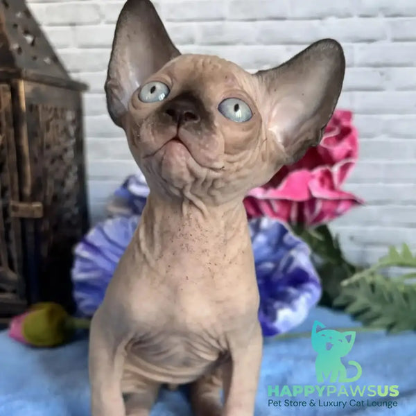 Chip Canadian Sphynx male black pointed - live animals