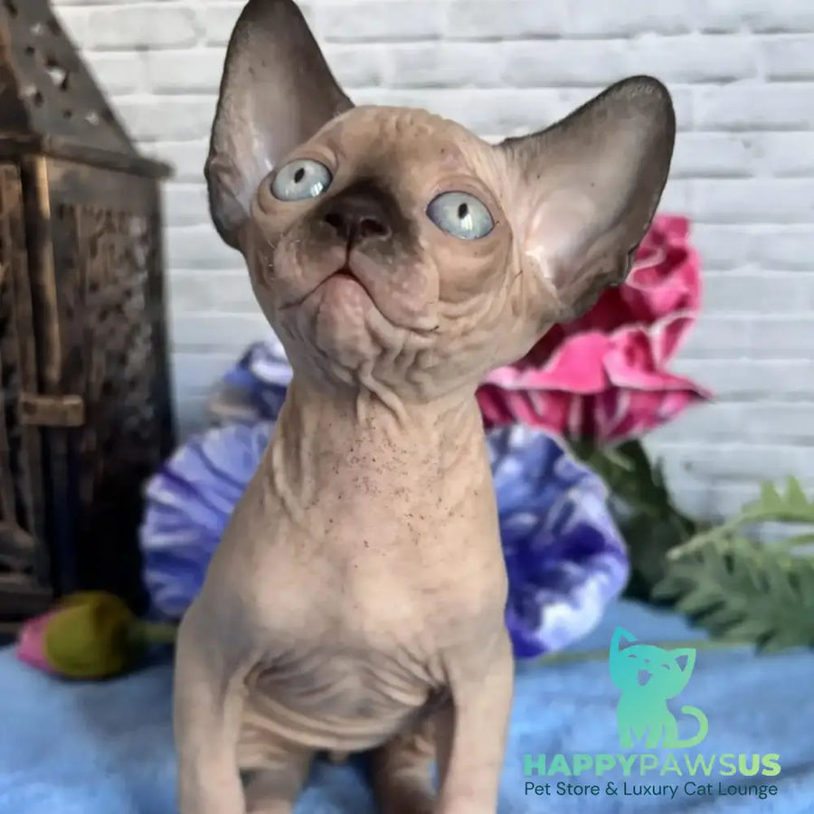 Chip Canadian Sphynx male black pointed - live animals