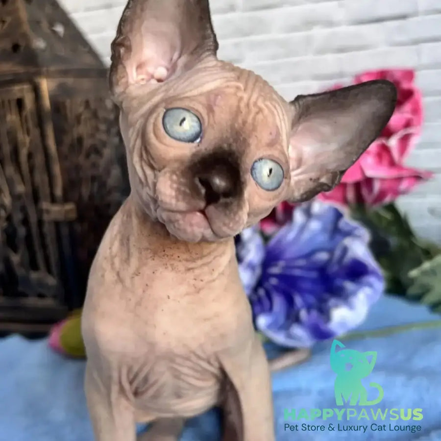 Chip Canadian Sphynx male black pointed - live animals