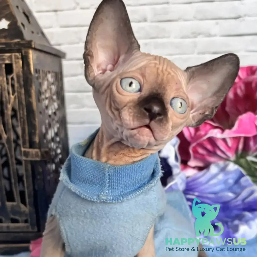 Chip Canadian Sphynx male black pointed - live animals
