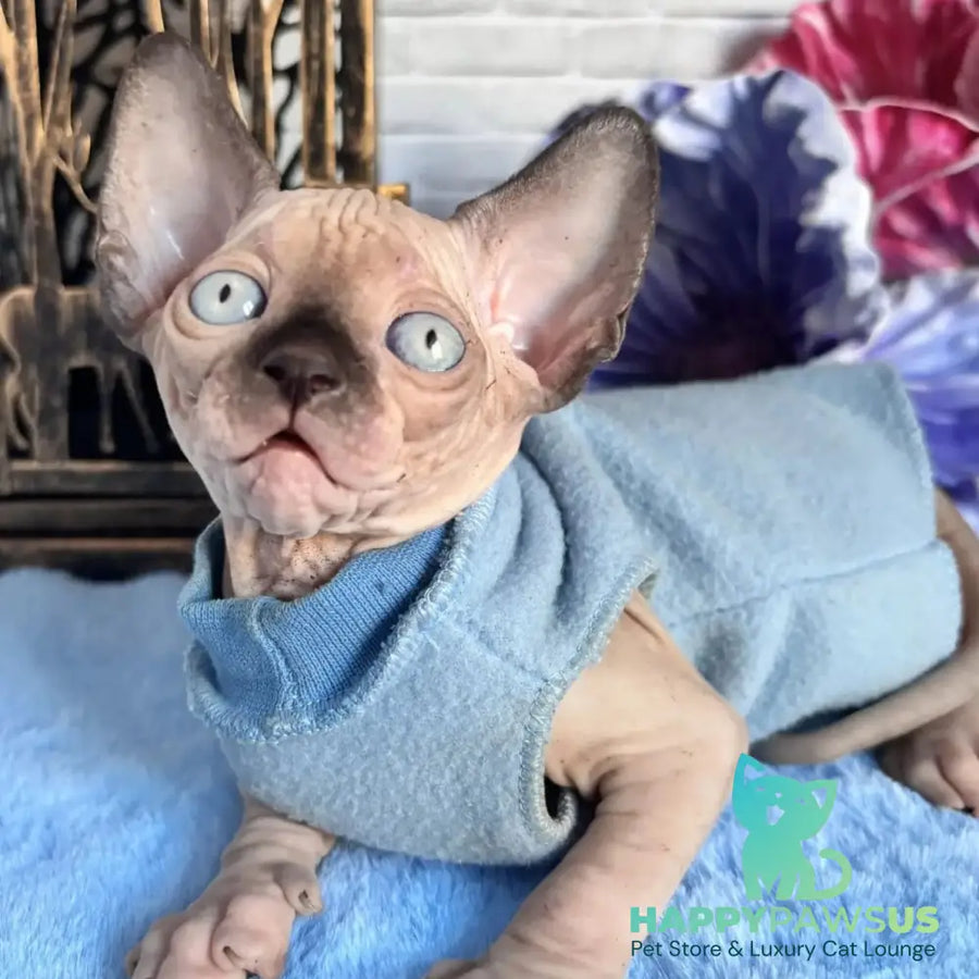 Chip Canadian Sphynx male black pointed - live animals