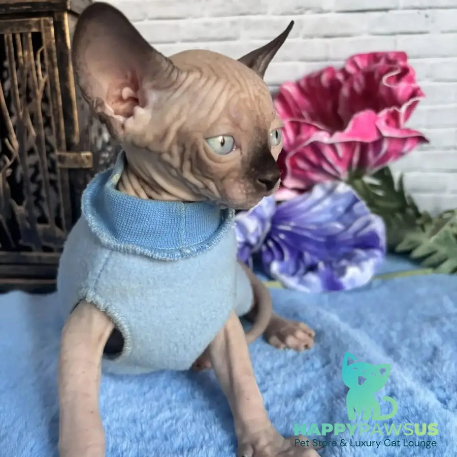 Chip Canadian Sphynx male black pointed - live animals