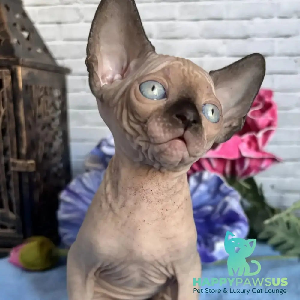 Chip Canadian Sphynx male black pointed - live animals