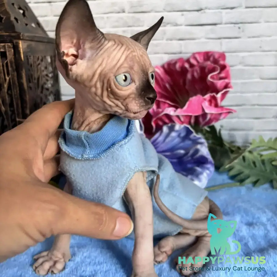 Chip Canadian Sphynx male black pointed - live animals