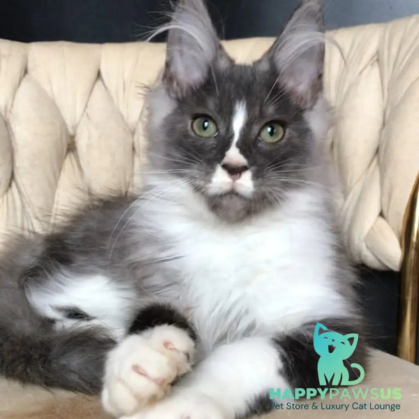 Chip Maine Coon male black silver bicolour - live animals
