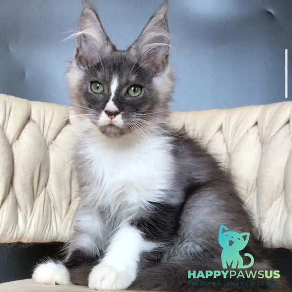 Chip Maine Coon male black silver bicolour - live animals