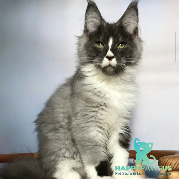 Chip Maine Coon male black silver bicolour - live animals