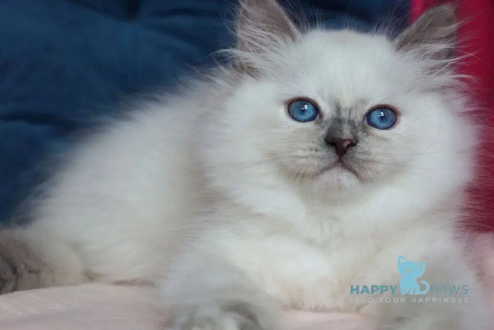 Chiquita Siberian female blue tortie pointed - live animals