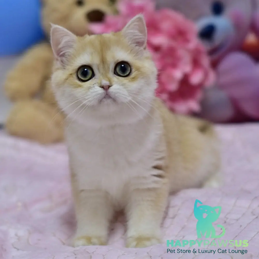 Chloe British Shorthair female black golden chinchilla with white - live animals