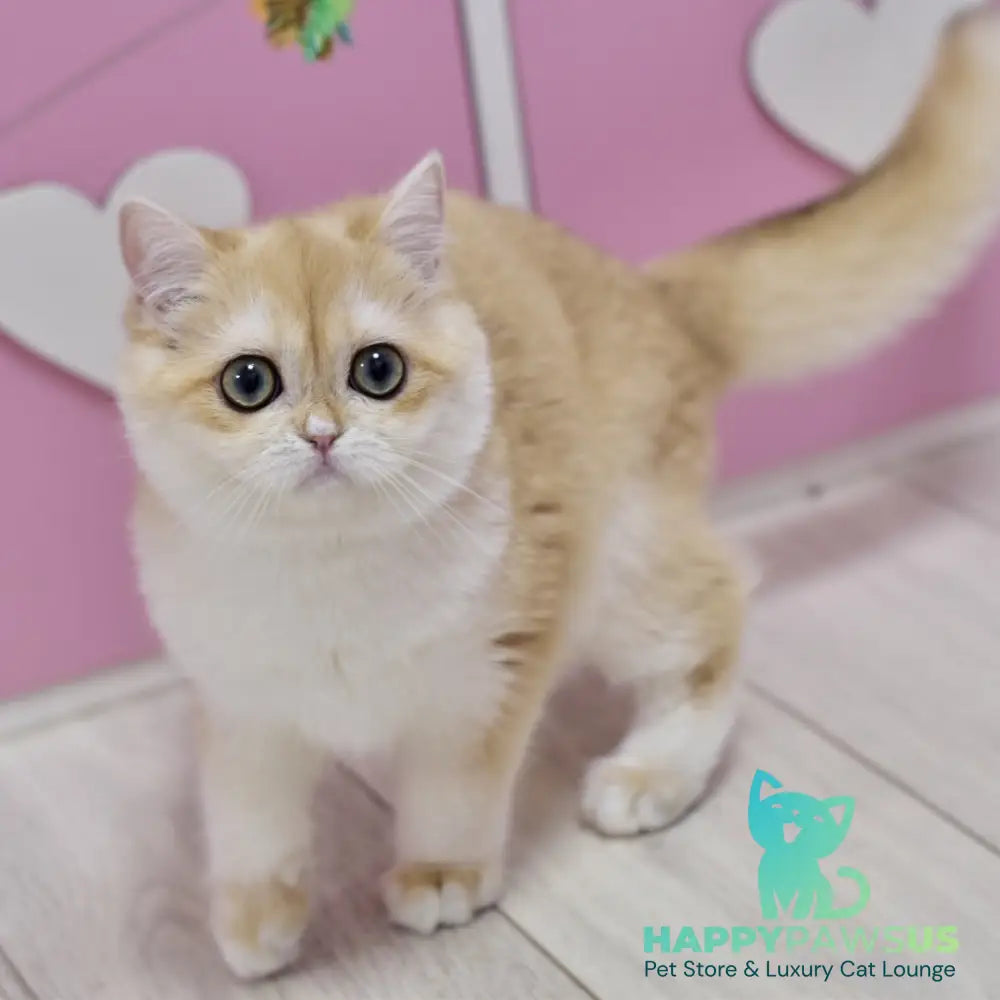 Chloe British Shorthair female black golden chinchilla with white - live animals