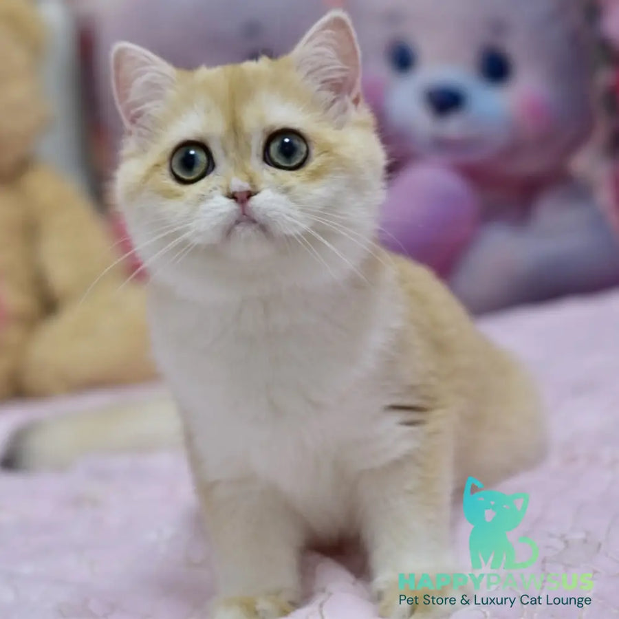 Chloe British Shorthair female black golden chinchilla with white - live animals