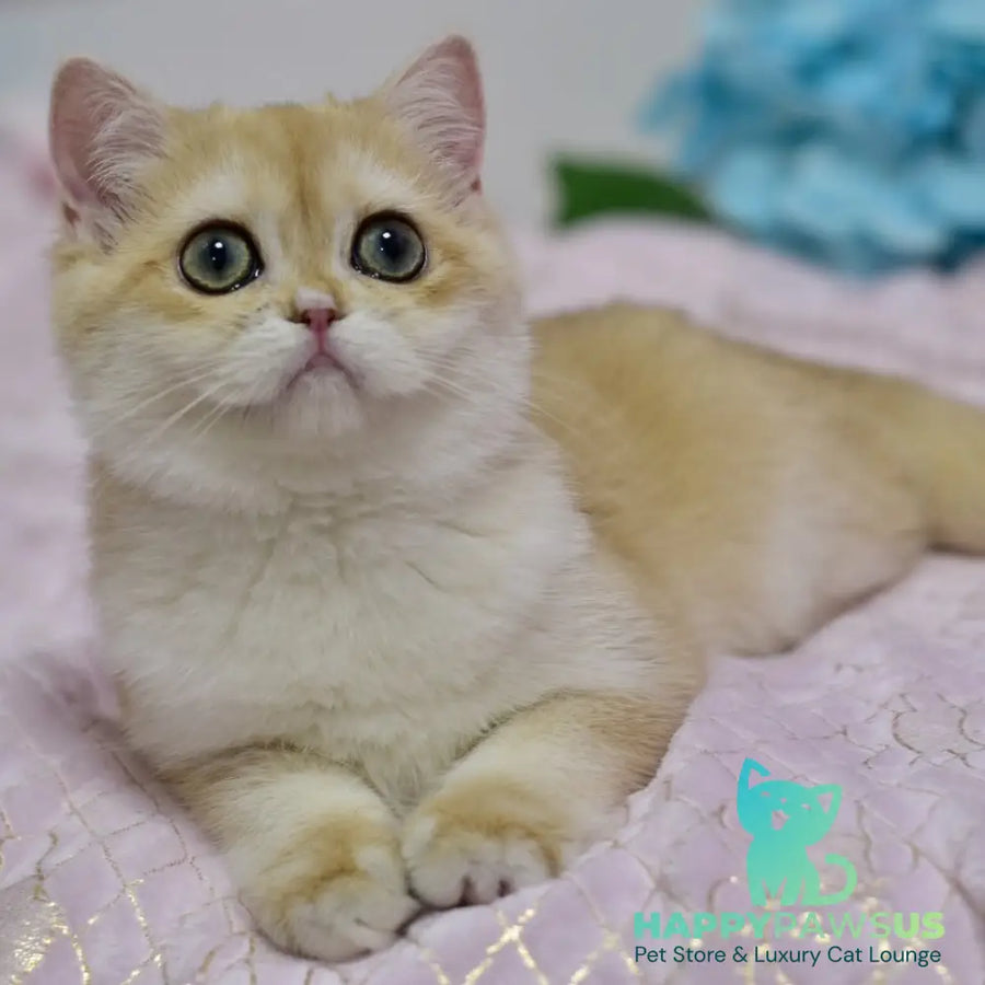 Chloe British Shorthair female black golden chinchilla with white - live animals