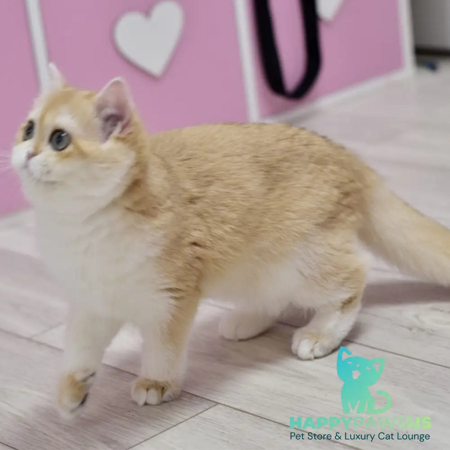 Chloe British Shorthair female black golden chinchilla with white - live animals