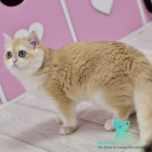 Chloe British Shorthair female black golden chinchilla with white - live animals