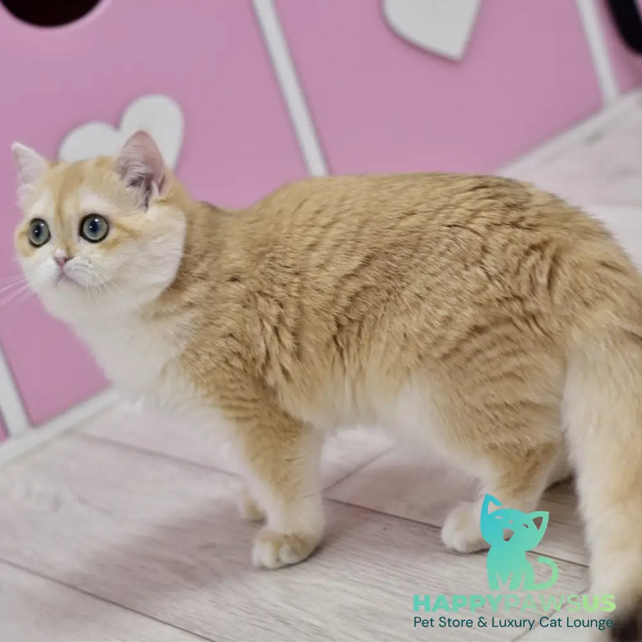Chloe British Shorthair female black golden chinchilla with white - live animals