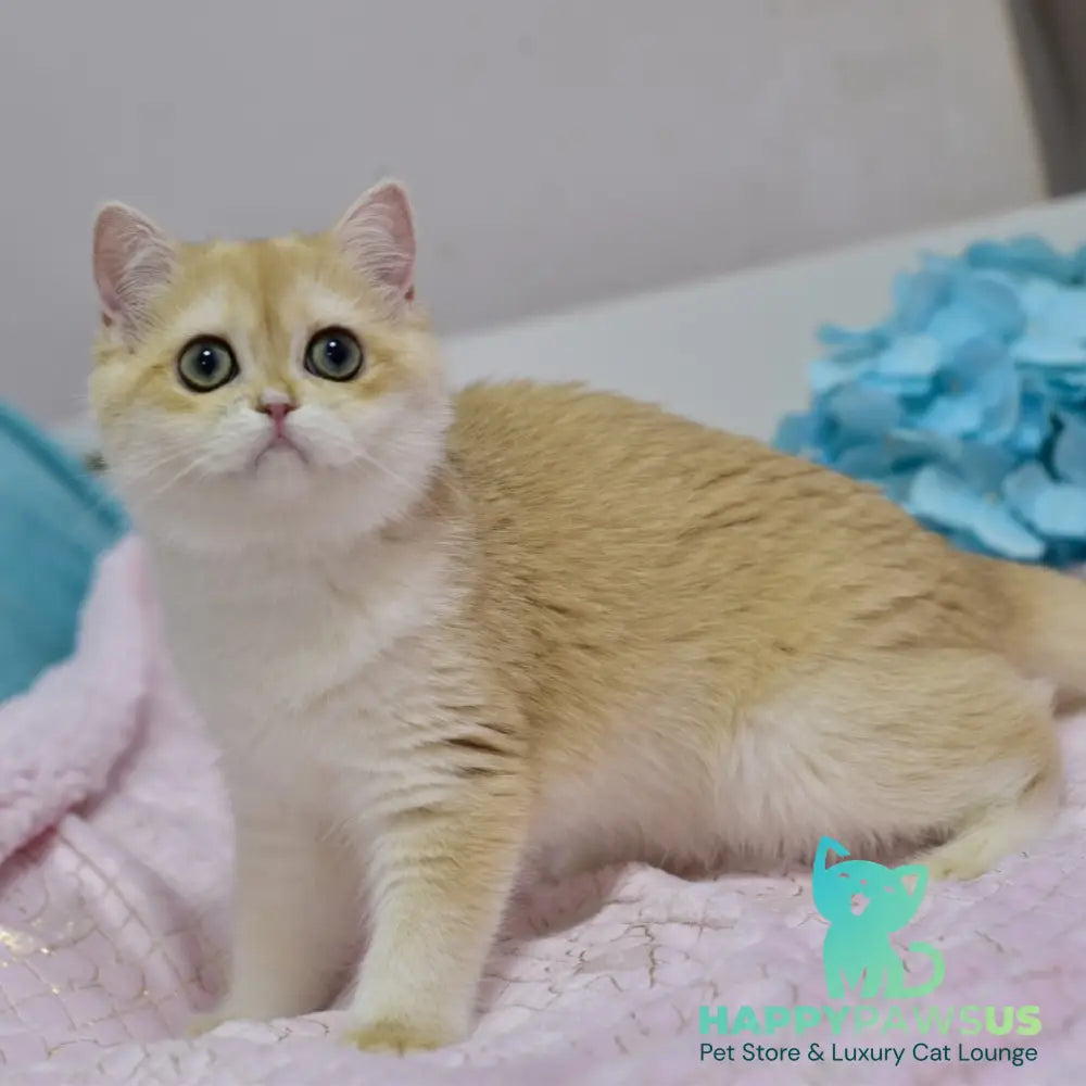 Chloe British Shorthair female black golden chinchilla with white - live animals