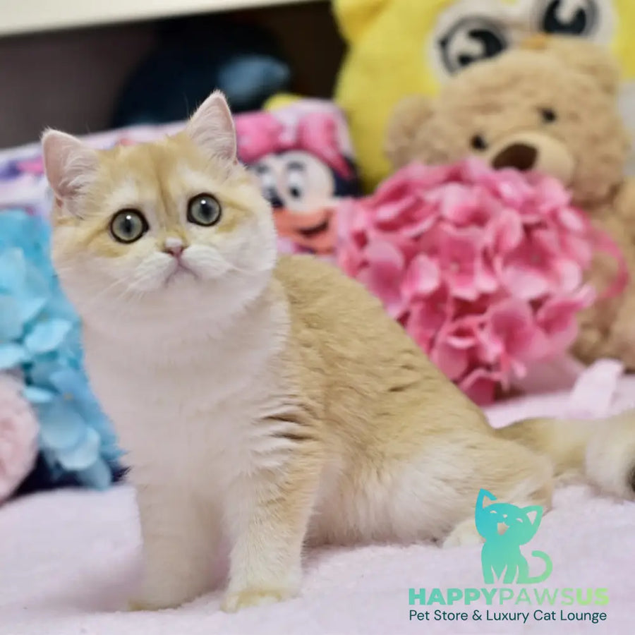 Chloe British Shorthair female black golden chinchilla with white - live animals
