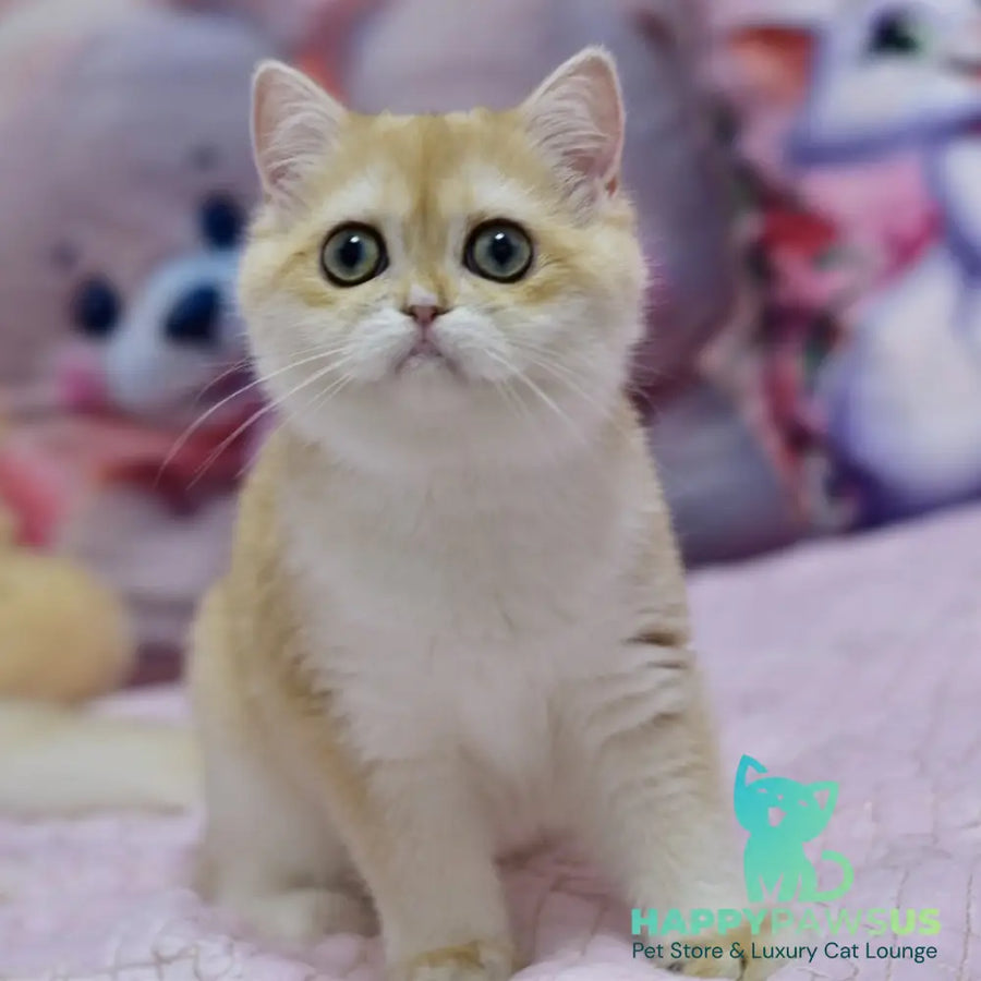 Chloe British Shorthair female black golden chinchilla with white - live animals