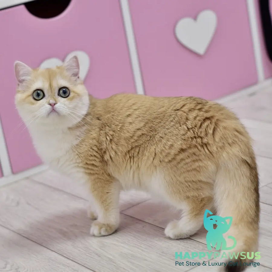 Chloe British Shorthair female black golden chinchilla with white - live animals