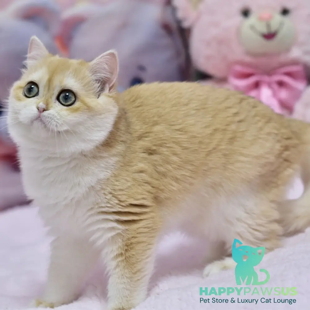 Chloe British Shorthair female black golden chinchilla with white - live animals
