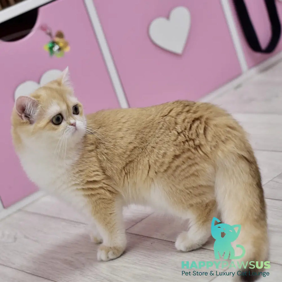 Chloe British Shorthair female black golden chinchilla with white - live animals