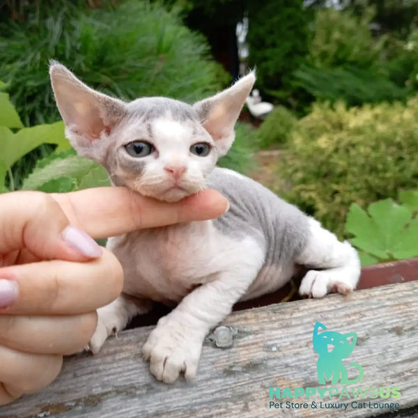 Chloe Devon Rex female blue bicolour - live animals
