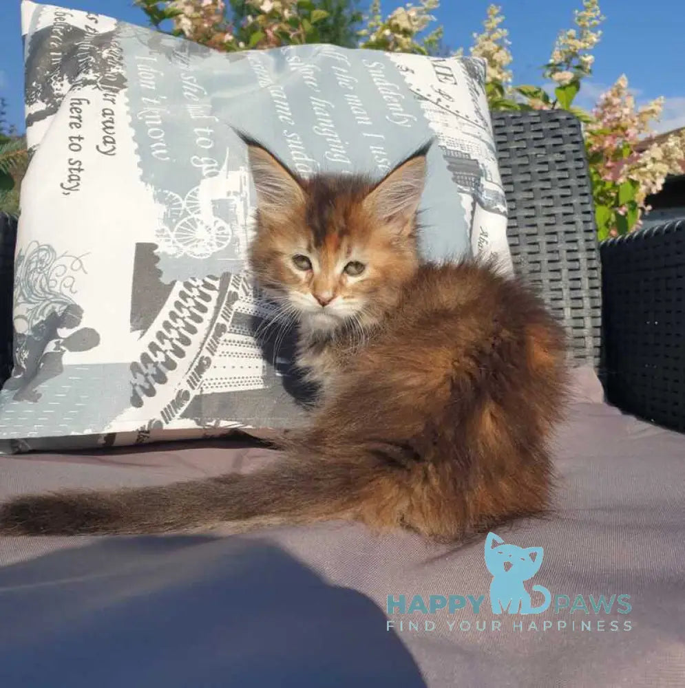 Chloe Maine Coon female black tortie tabby live animals