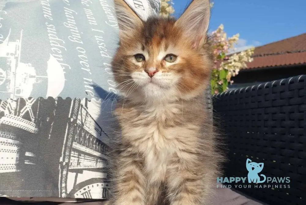 Chloe Maine Coon female black tortie tabby live animals