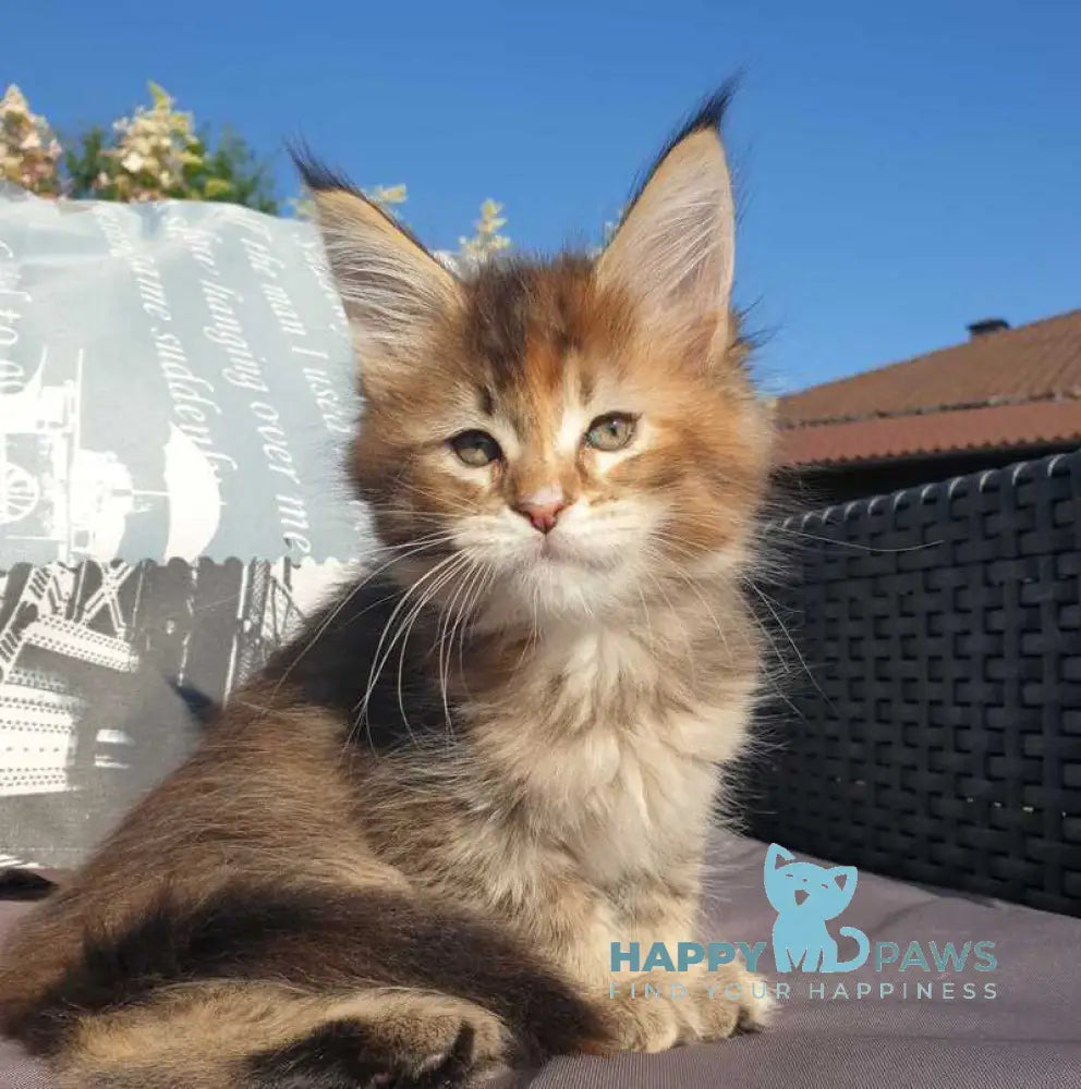 Chloe Maine Coon female black tortie tabby live animals