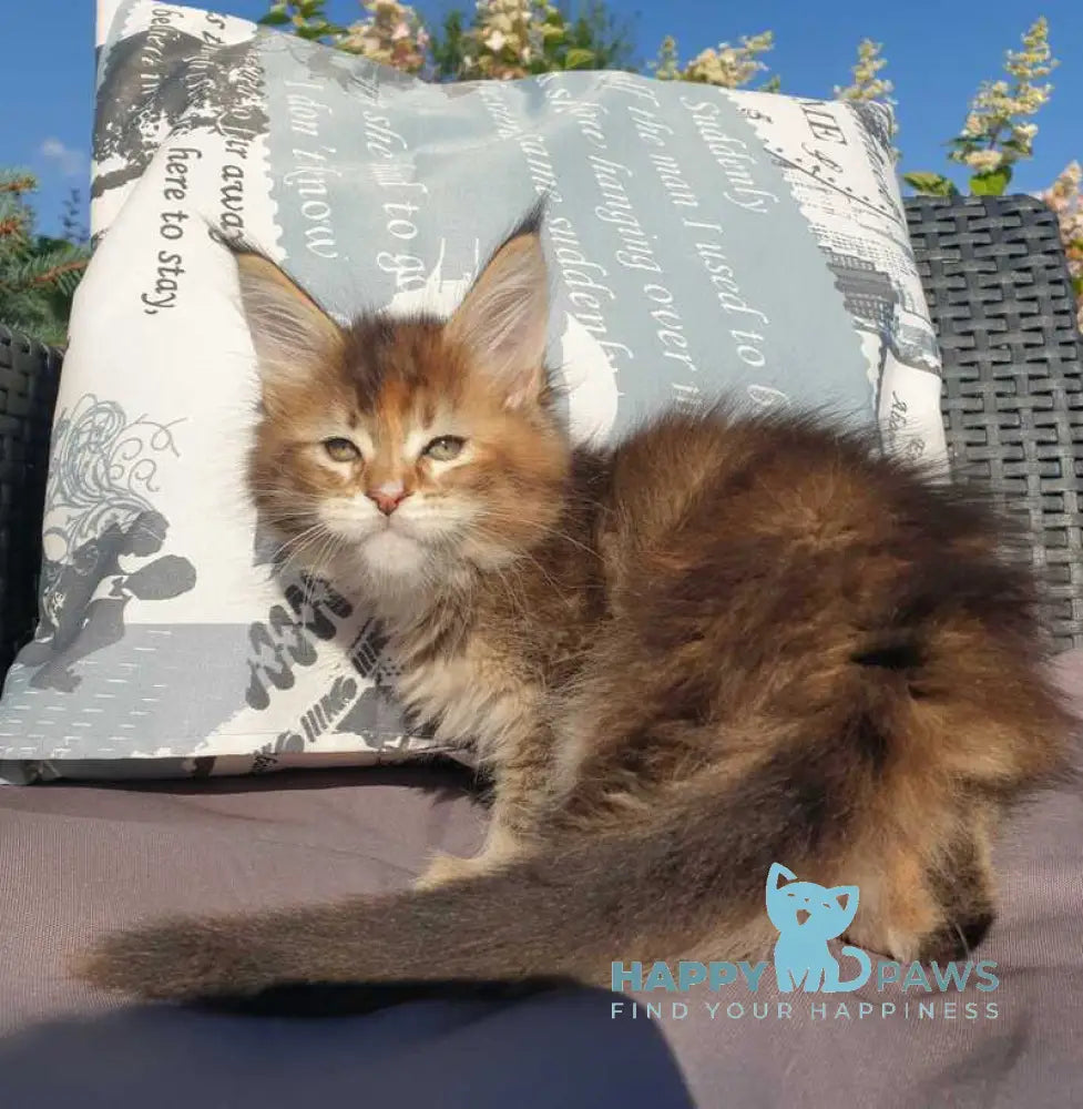 Chloe Maine Coon female black tortie tabby live animals