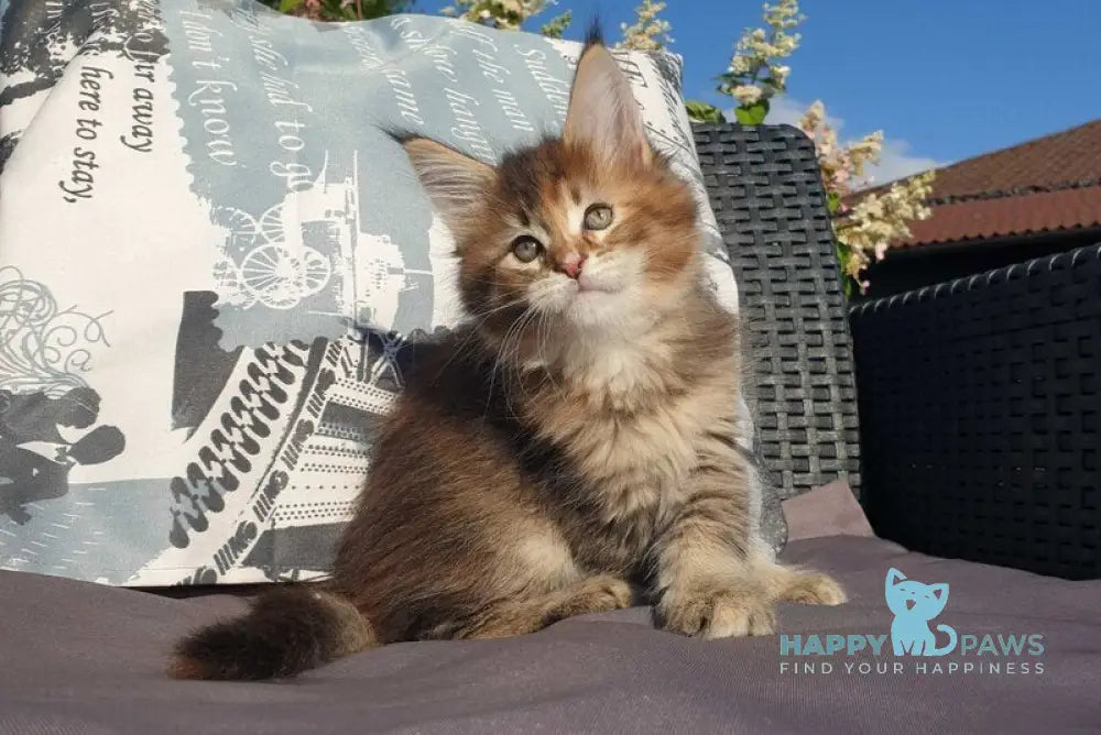 Chloe Maine Coon female black tortie tabby live animals