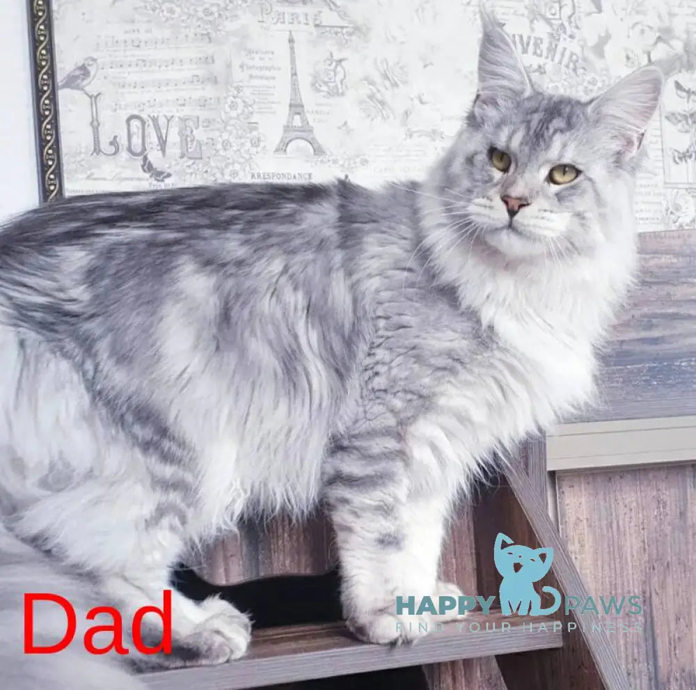Chloe Maine Coon female black tortie tabby live animals