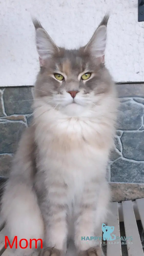 Chloe Maine Coon female black tortie tabby live animals