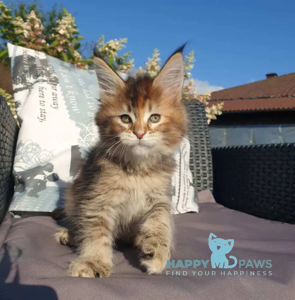 Chloe Maine Coon female black tortie tabby live animals