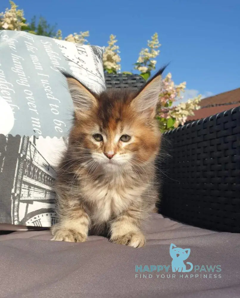 Chloe Maine Coon female black tortie tabby live animals