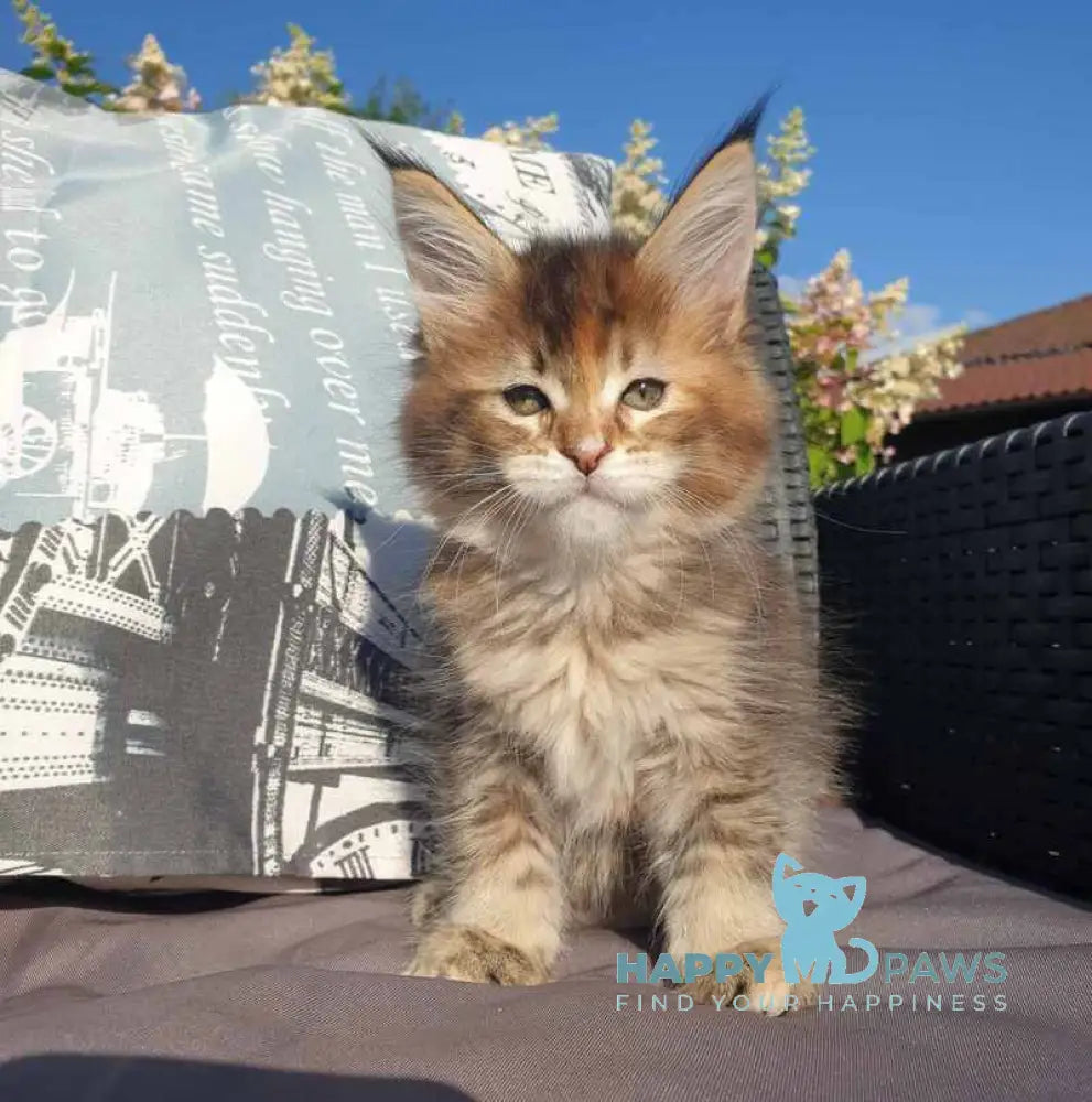 Chloe Maine Coon female black tortie tabby live animals