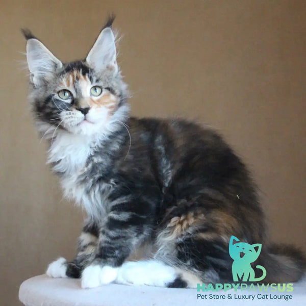 Chloe Maine Coon female black tortie tabby with white - live animals
